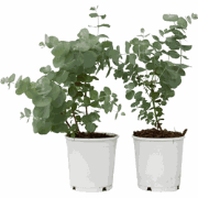 Gomboom - Set van 2 - Eucalyptus 'Pulverulenta' - Hoogte 25-40cm - ?13...