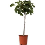Vijgenboom - Ficus Carica - Hoogte 70-90cm - ?21cm
