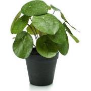 Pilea bush 22 cm/17lvs in black pot