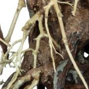 Bonsai root medium Aquadistri