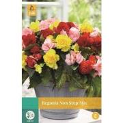 Begonia Non Stop Mix