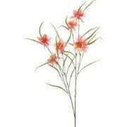 Aquilegia spray peach 84 cm Emerald