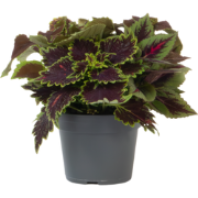 Coleus - Coleus scutellarioides - Hoogte 25-35cm - ?17cm
