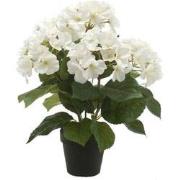 Hydrangea bush x5 sterren I
