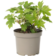 Hortensia - Hydrangea quercifolia 'Toy Soldier' - Hoogte 25-40cm - ?19...