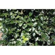 Ilex meserveae Blue Prince 200 cm