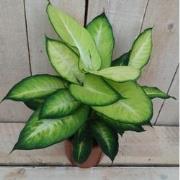 Kamerplant Dieffenbachia