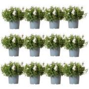 Campanula Addenda - Klokjesbloem wit potmaat 12cm - 2m2 bodembedekker ...