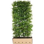 Carpinus betulus Beeckman