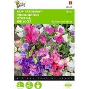 2 stuks - Lathyrus Odor. Bijou Vroegbl. Mengsel