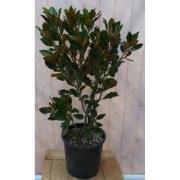 Wintergroene magnolia 100 cm