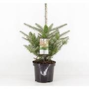 Abies koreana 55 cm