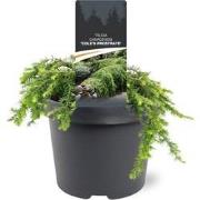 Tsuga canadensis Cole s Prostrate 20-25 cm Conifeer
