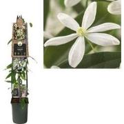 2 stuks - Klimplant Clematis armandii 120 cm