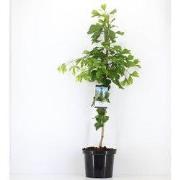 Ginkgo biloba 120 cm