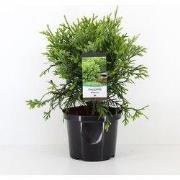 Thujopsis dolabrata 40-50 cm
