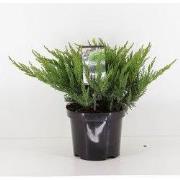 Juniperus sabina tamariscifolia 35 cm