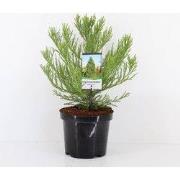 Sequoiadendron giganteum 25-30 cm
