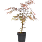Japanse Esdoorn - Acer palmatum 'Atropurpureum' - Hoogte 60-70cm - ?19...