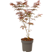 Japanse Esdoorn - Acer palmatum 'Starfish' - Hoogte 60-70cm - ?19cm