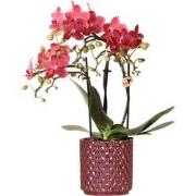 Kolibri Orchids | rode phalaenopsis orchidee Congo + Diamond Pearl Pot...