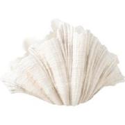 J-Line - Deco Vaas Mossel Schelp Polyresine Gebroken Wit - 57x31x36cm