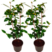 Japanse Roos - Set van 2 - Camellia 'Brush Field' - Hoogte 50-60cm - ?...