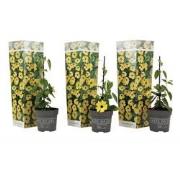 Thunbergia alata 'Lemon Star' - Set van 3 - Hoogte 25-40cm - ?9cm