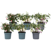 Bellenplant - Set van 6 - Fuchsia magellanica - Hoogte 10-20cm - ?9cm