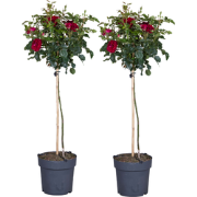 Rode stamrozen - Set van 2 - Rosa palace ‘Pride' - Hoogte 80-100cm - ?...