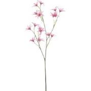 Tweedia spray pink 69 cm Emerald