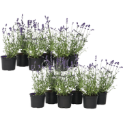 Lavendel - Set van 12 - Lavandula angustifolia - Hoogte 10-15cm - ?10,...