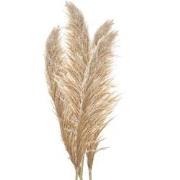 Clayre & Eef Droogbloemen 142 cm Beige Bruin Droogbloemen