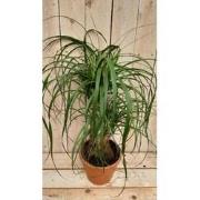 Kamerplant Beaucarnea recuvata gedeelde stam 50 cm
