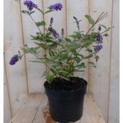 Vlinderstruik Buddleja paars 55 cm