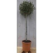 Olea stamhoogte 50 cm en boomhoogte 100 cm