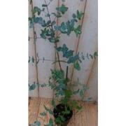 2 stuks - Gomboom Eucalyptus