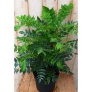 Nandina Hemelse bamboe groot 90 cm