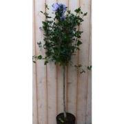 Hibiscus op stam Blauw 100 cm