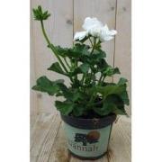 3 stuks! Geranium wit