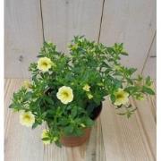 3 stuks! Petunia Million Bells geel