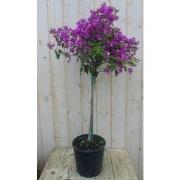 Bougainvillea roze 100 cm