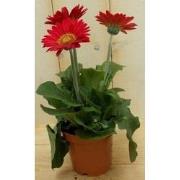3 stuks! Gerbera Rood