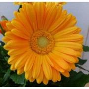 Patio Gerbera geel in grote pot