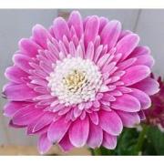 Patio Gerbera roze in grote pot
