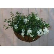 Diverse hangplantjes in kokos hanging basket wit