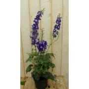 3 stuks - Ridderspoor blauw