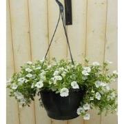 5 stuks - Petunia Million Bells wit
