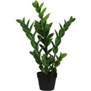 Zamioculcas 65 cm