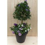 Plastic plantenbak antraciet Solanum Nachtschade met zomerbloeiers paa...